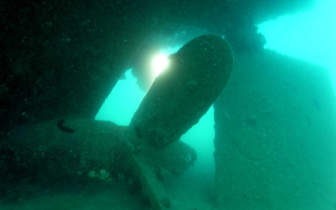 Peltastis
